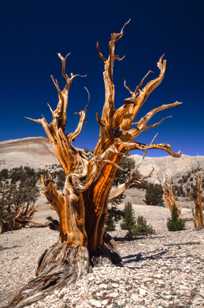 Bristlecone Pine, Patriarch Grove-3881 Bristlecone Pine, Patriarch Grove-3881
